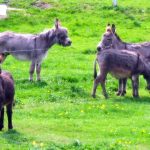ANALYSIS: AU ban on gruesome donkey skin trade is game-changer
